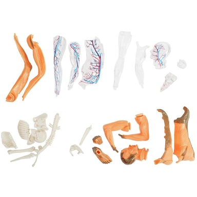 Набор Опыты тело человека IQ Эксперимент A365-H24040-R